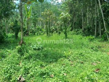 Kebun Dijual Di Malang Tajinan, Akses Mobil, 7 Batang Duren