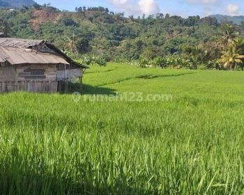 Tanah sawah subur sangat strategis view lepas ke gunung