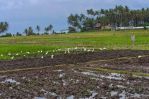 thumbnail-tanah-los-pantai-pasut-tabanan-bali-9