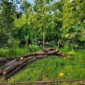 Cepat Jual Tanah Strategis Ngabul Tahunan Jepara