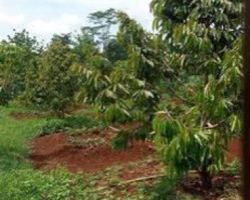 Tanah Subur Bagus Untuk Perkebunan di Area Kuningan