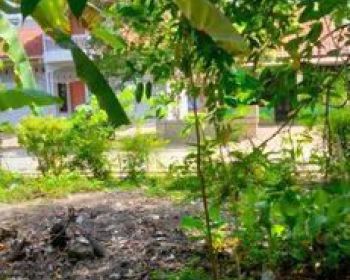 Dijual Tanah Luas Dan Sudah SHM Di Gombong