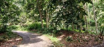 Di Juall Tanah Kebun Durian Dan Manggis Produktif Murah