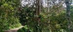 thumbnail-di-juall-tanah-kebun-durian-dan-manggis-produktif-murah-2