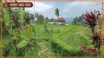 thumbnail-strategis-31-are-view-cantik-dekat-air-terjun-singsing-di-pupuan-0