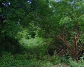 Jual tanah dekat Eltari Airport dan RS St Kamilus Penfui