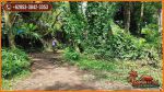 thumbnail-44000-m2-tanah-di-ubud-8-menit-dari-monkey-forest-3