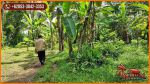 thumbnail-44000-m2-tanah-di-ubud-8-menit-dari-monkey-forest-4