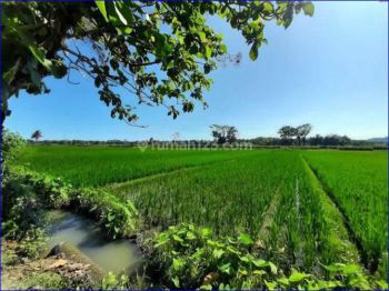 Temon Kulon Progo, Dekat Bandara Yia Jogja, Tanah Murah