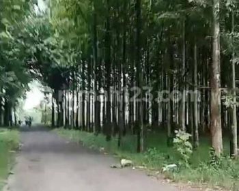 Di jual tanah per kavling 2000m harga 500rb/m lokasi desa Ciledug kec ciawi