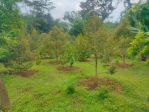 thumbnail-tanah-kebun-pohon-durian-alpukat-di-kerjo-karanganyar-sg-12