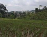 thumbnail-tanah-sawah-rata-untuk-villagazebo-view-lepas-ke-gunung-2