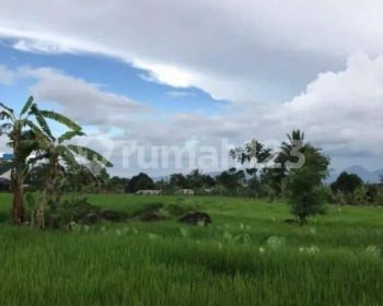 Jual Tanah Bagus Luas 1,5 Hektar Di Pondok Biting Cijeruk Bogor Jawa Barat