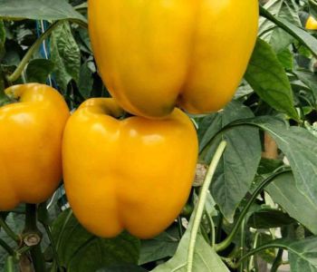 Lahan Perkebunan Pasuruan