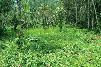 Tanah Kebun Pekarangan Murah di Malang Raya