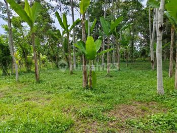 Tanah di Tegallalang Gianyar View Sawah Hutan Sungai Dekat Wisata