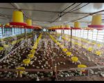 thumbnail-di-jual-peternakkan-ayam-di-kec-gunung-kaler-tangerang-1