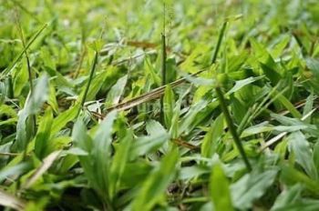 Tanah Murah di Pakuwon City, Surabaya Sam.ya1827