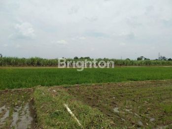 TANAH SAWAH SIAP PAKAI DI WRINGINPITU MOJOAGUNG