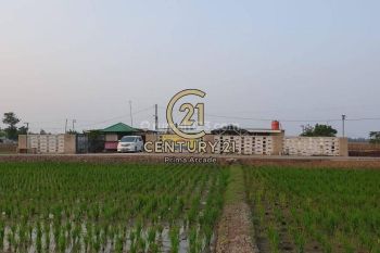 Di  Kolam Ikan Di Telagasari Karawang Jawa Barat