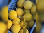 thumbnail-kebun-melon-daerah-salatiga-dengan-3-rumah-joglo-4