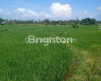 Tanah seluas 20 are di Desa Mas Ubud Gianyar