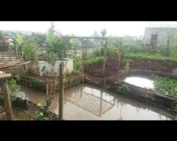 Sell Tanah: Tanah 19 tumbak