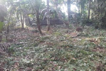 Tanah datar cocok untuk villa Tanah