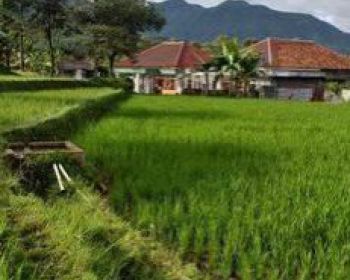 Tanah sawah untuk villa+rumah view lepas gunung sangat strategis