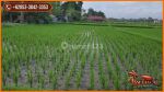 thumbnail-murah-20-are-view-sawah-dan-gunung-di-sukawati-ubud-3