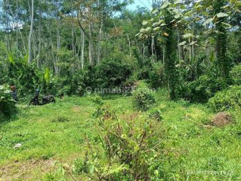 Tanah Kebun Pohon Durian Murah di Malang