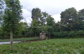Dijual tanah kebon di Cikole Lembang
