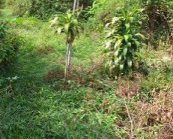 Tanah rata untuk kebun+investasi+rumah sangat strategis