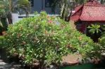 thumbnail-jual-villa-di-daerah-bali-13