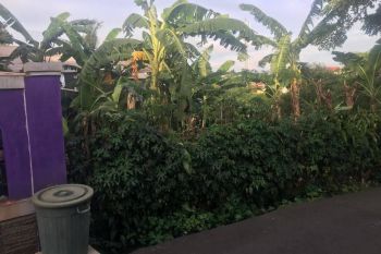 Sale Tanah: Tanah di jual