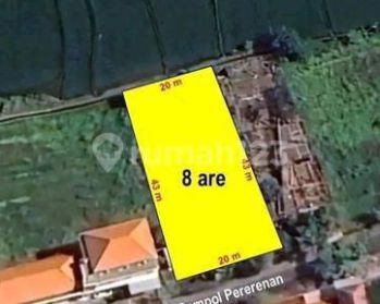 Tanah disewakan pererenan jln Sempol 8 are SHM