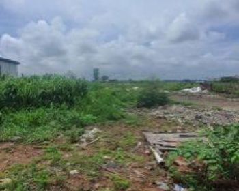 Kvling pergudangan dadap prancis