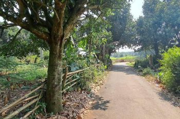 Kavling Murah Area Cisauk Tangerang Dekat Exit Tol Legok