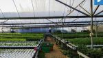 thumbnail-dijual-gudang-dan-greenhouse-sayuran-hidroponik-di-lembang-shm-12