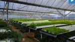 thumbnail-dijual-gudang-dan-greenhouse-sayuran-hidroponik-di-lembang-shm-0