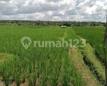 Tanah sawah harga murah di Penebel Tabanan Bali