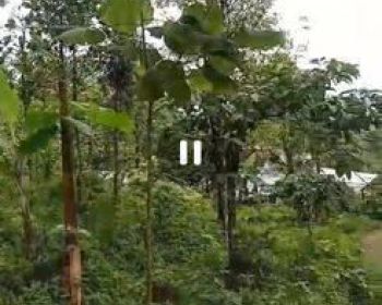 Dijual tanah kebun Wonosalam Jombang