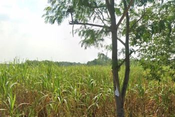 Tanah Murah Daerah Dawarblandong Mojokerto