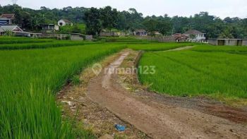 Tanah di Desa Ciapus Banjaran 1193 m² Sawah Aktif