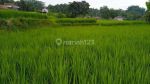 thumbnail-tanah-di-desa-ciapus-banjaran-1193-m2-sawah-aktif-9