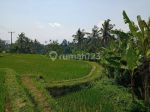 thumbnail-dijual-tanah-murah-los-sungai-petanu-di-ubud-5