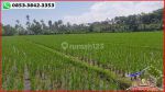 thumbnail-langka-murah-47-are-tepi-pantai-dengan-view-sawah-10