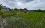 thumbnail-lahan-strategis-bonus-2-rumah-tinggal-sawah-area-maguwoseturan-5