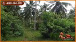 thumbnail-perkebunan-82300-m2-di-jembrana-tanah-kering-siap-bangun-7