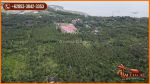 thumbnail-perkebunan-82300-m2-di-jembrana-tanah-kering-siap-bangun-3